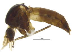 Image of Psorophora