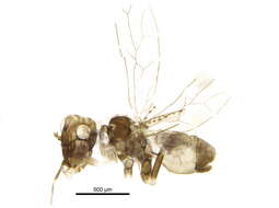 Image of large-winged psocids