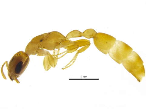 Image of Pseudomyrmex pallidus (Smith 1855)