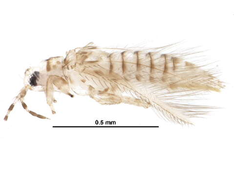 Image of <i>Neohydatothrips geminus</i>