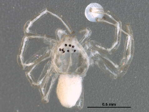 Image of philodromid crab spiders