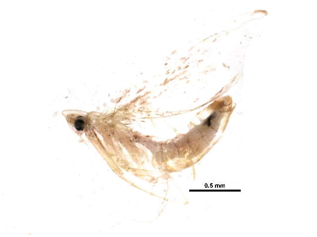 Слика од Corythophora