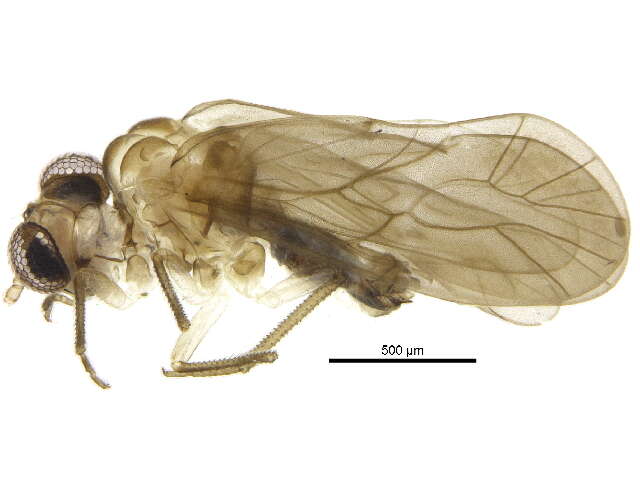 Mesopsocidae resmi