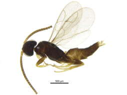Image of sclerogibbid wasp