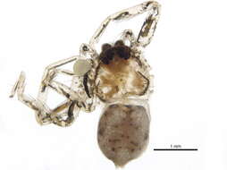 Image of wall crab spiders