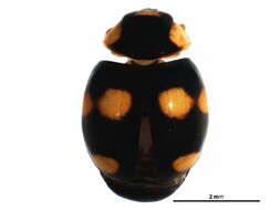 Image of Brachiacantha