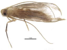 Image of Agonoxeninae