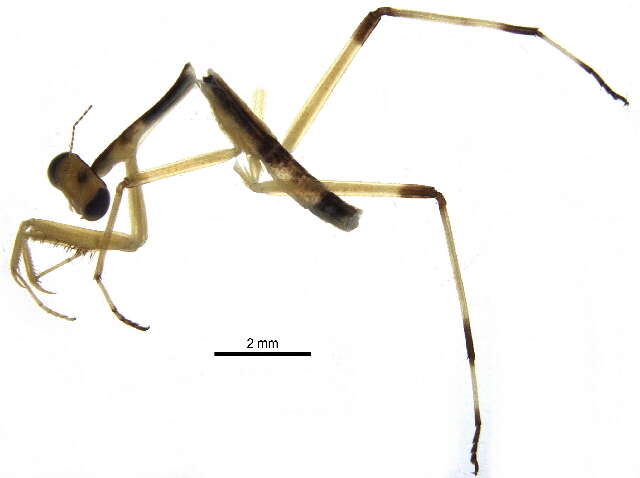 Image of Stagmomantinae