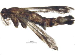 Image of Osminia