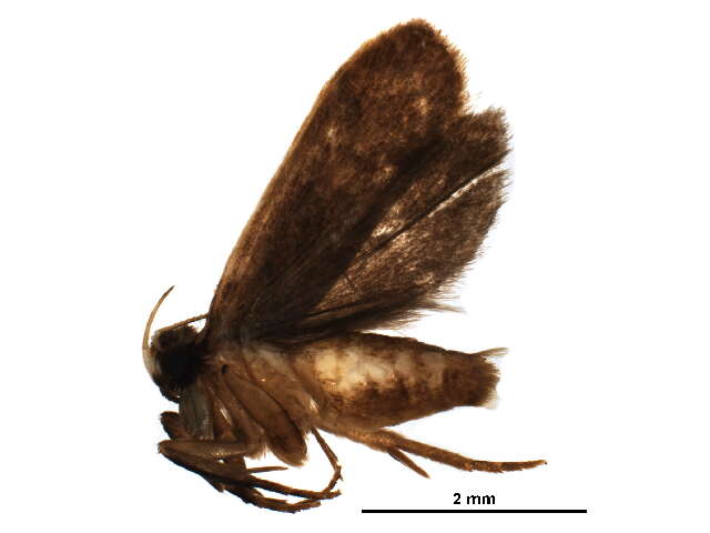 Image of <i>Dichocrocis sabatialis</i>