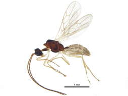 Image of Hormiinae