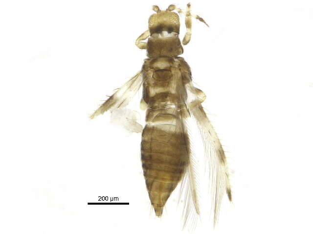 Image of Caliothrips