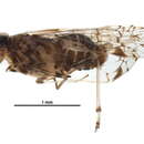 Image of kinnarid planthoppers