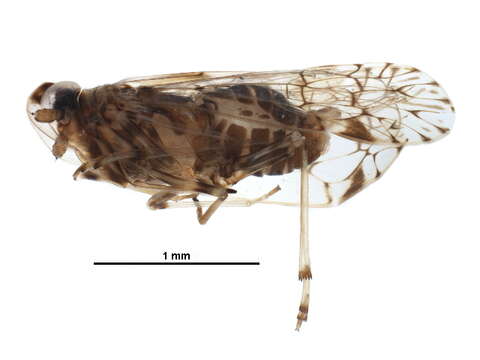 Image of kinnarid planthoppers