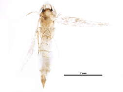 Image of Oinophila