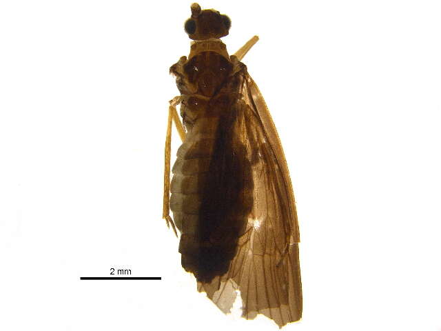 Image of Pisuliidae