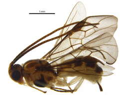 Image of Braconinae