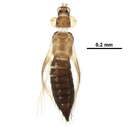 Image de Stenchaetothrips