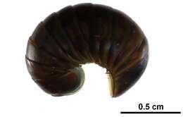 Image of Giant pill millipedes