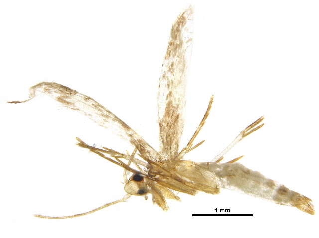 Image of Oinophila