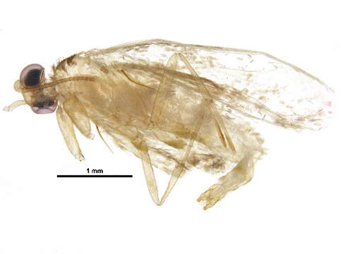 Image of Scardiinae