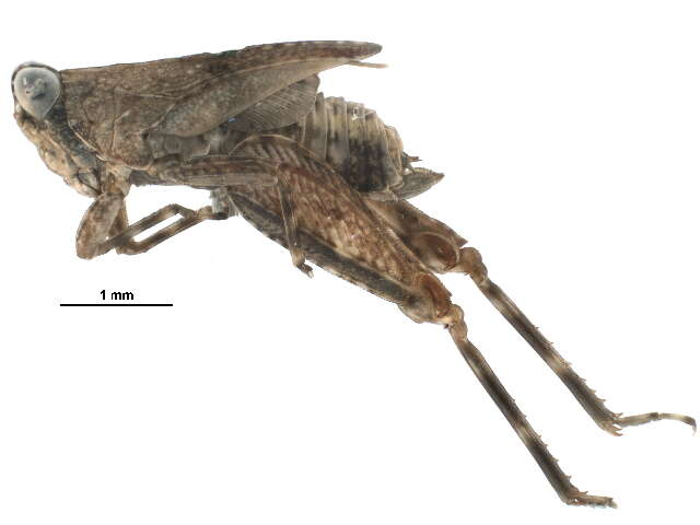 Image of Systolederus