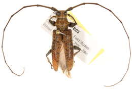 Image of Acalolepta