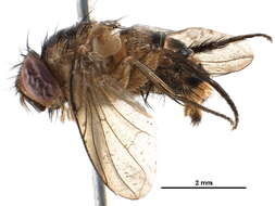 Image of Bengaliinae