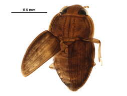 Image of Propalticus