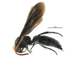 Image de Scoliinae