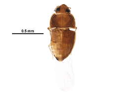 Image of Propalticidae