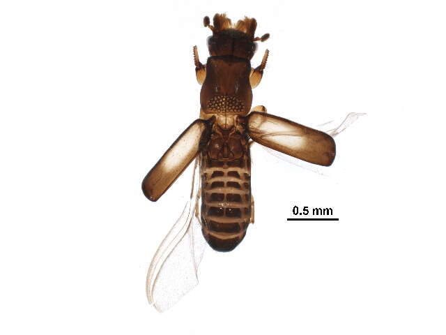 Image of Genyocerus