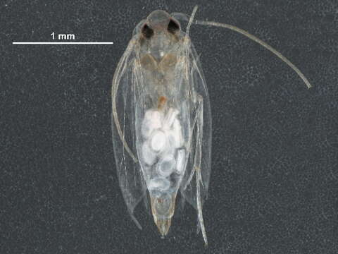 Слика од Cemiostominae