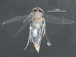 Слика од Cemiostominae