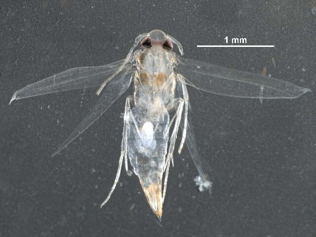 Слика од Cemiostominae