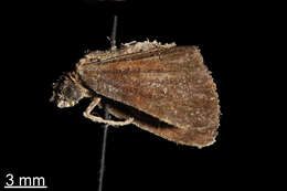 Image of Remella