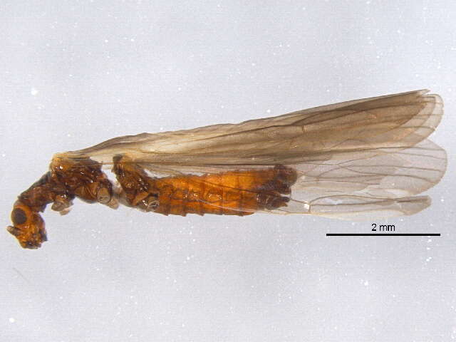 Image de Moselia infuscata (Claassen 1923)