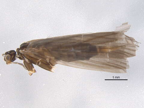 Image of Wormaldia