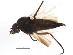 Image of Bolbomyiidae