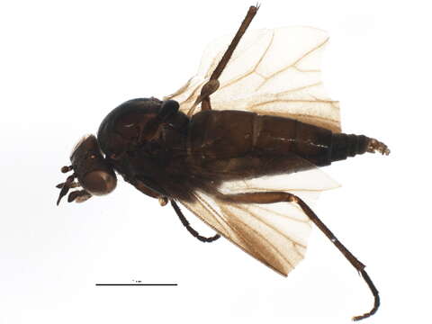 Image of Bolbomyiidae