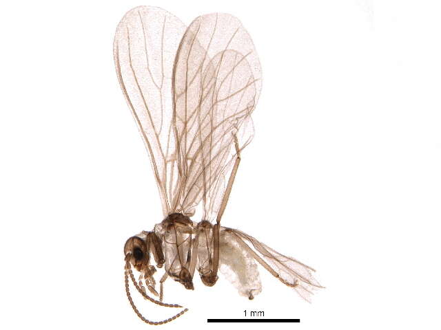 Sivun Coniopteryginae kuva