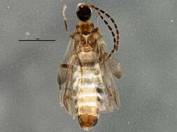 صورة <i>Malthodes oregonus</i>