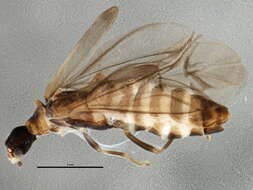 صورة <i>Malthodes oregonus</i>