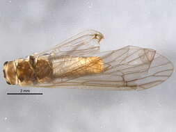 Image of Peltoperlidae