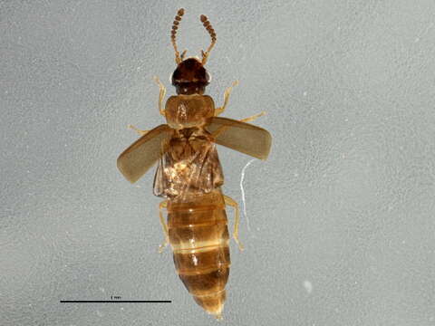 Phloeonomus laesicollis (Mäklin 1852) resmi