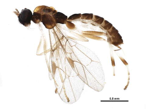 Image of Zatypota cingulata Townes 1960