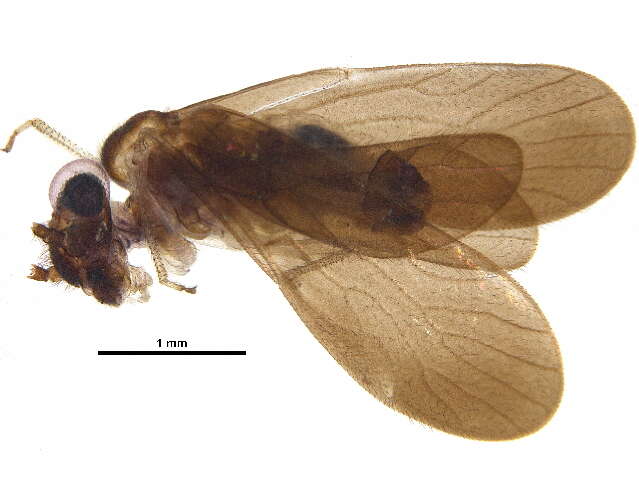 Image of Calopsocidae