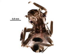 Image of Calopsocidae