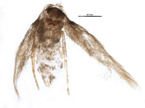 صورة Stigmella magdalenae (Klimesch 1950) Emmet 1979