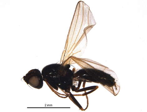 Image of Psilinae